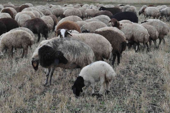 Kars’ta Kar Olmayınca Hayvanlar Meralara Salındı