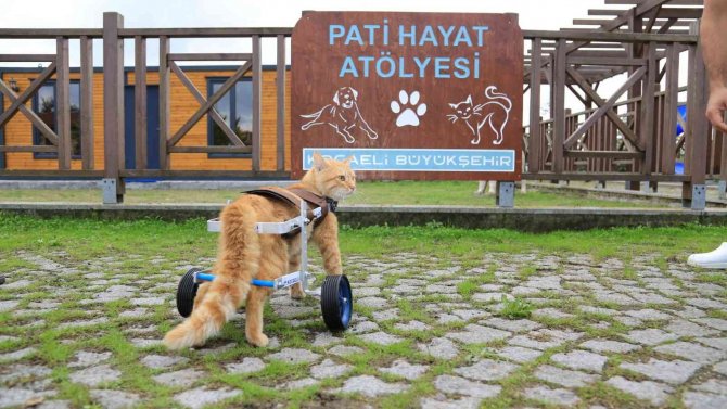 2022’de 4 Bin 700 Sokak Hayvanı Sıcak Yuvaya Kavuştu