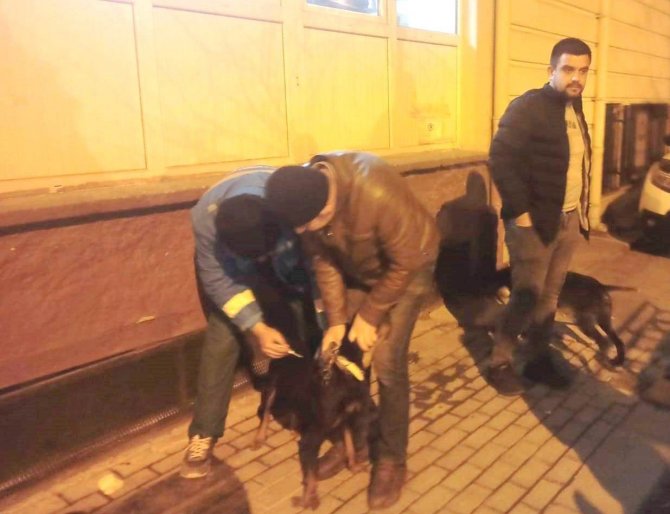 Kütahya’da 63 Adet Köpeğe Çip Uygulaması Ve Kuduz Aşısı