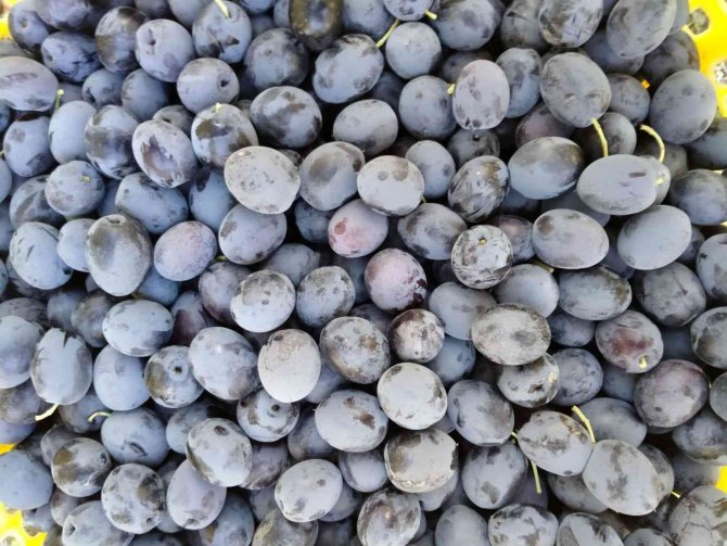 Baraj Gölü Deniz Etkisi Yaptı Zeytinde Bereket Arttı