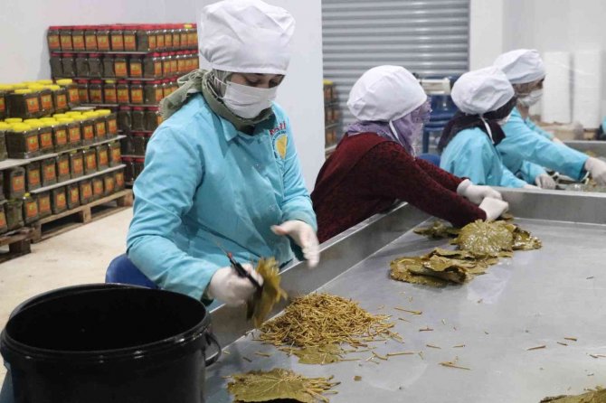 Devlet Destek Verdi, Asma Yaprağı Köylü Kadınların Geçim Kaynağı Oldu