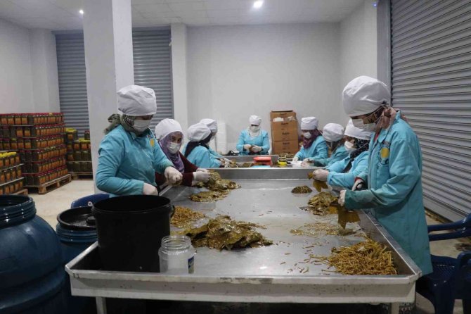 Devlet Destek Verdi, Asma Yaprağı Köylü Kadınların Geçim Kaynağı Oldu