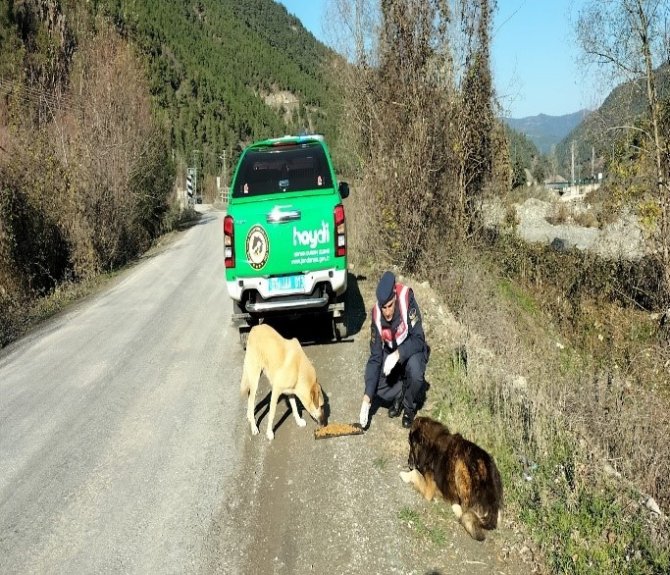 Sinop’ta Jandarmadan Kaçak Avcılık Denetimi