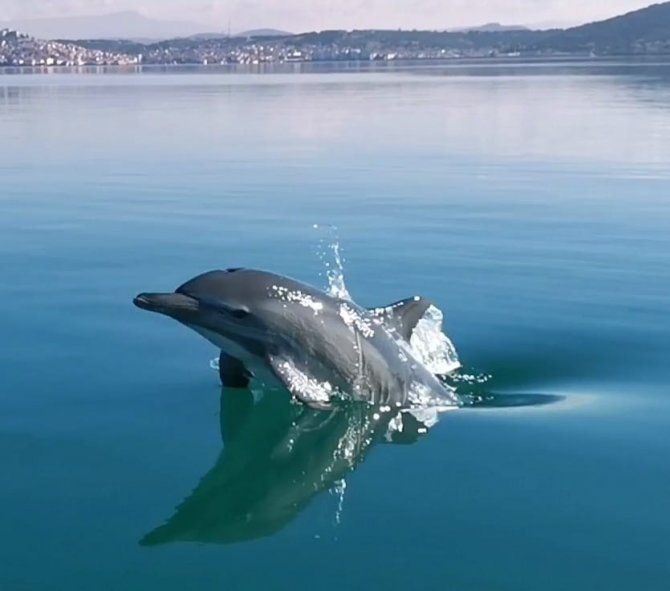 Ayvalık’ta Yunus Balığının Sürat Teknesi İle Yarışı