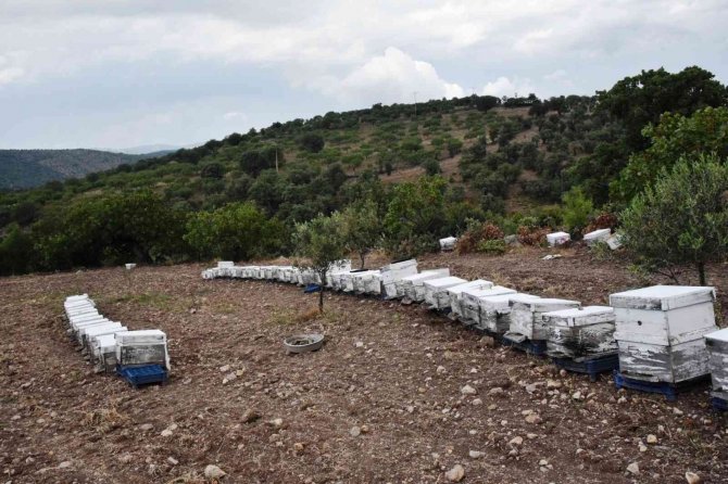 Yunusemre Belediyesi 2023 Yılında Da Bal Üreticilerini Destekleyecek