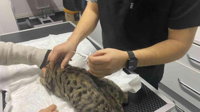 Veteriner Kliniklerinde Dijital Kimlik Yoğunluğu