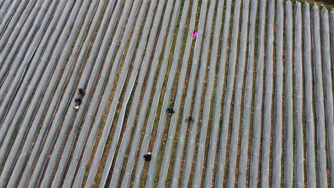 Adana’da Kış Ayında Çilek Hasadı: Kilosu 80 Tl, Bahçeye Müşteriler Kendileri Toplamaya Geliyor