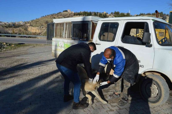Besni’de Sokak Hayvanlarına Kuduz Aşısı Yapılmaya Başlandı