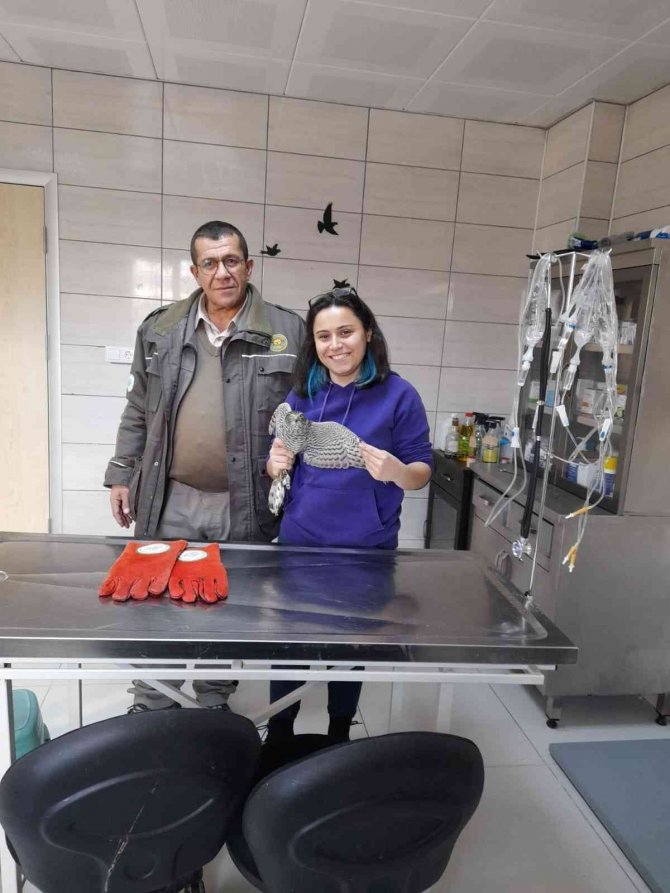 Öğrencilerin Bulduğu Yaralı Atmaca Tedavi Altına Alındı