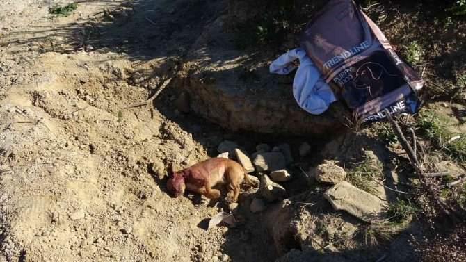 Öldürülüp Ağaç Dikim Alanına Atılan Yavru Köpek, İşçiler Tarafından Gömüldü