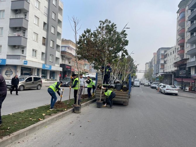 Batman’da Bir Ayda Bin 900 Ağaç Dikimi Gerçekleşti