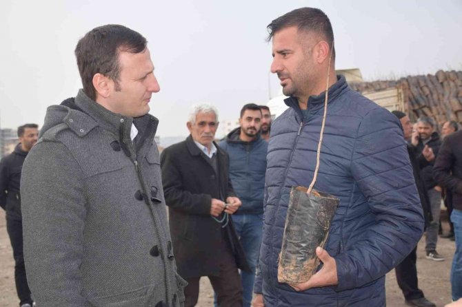 Kozluk’ta Çiftçilere 35 Bin Fıstık Fidanı Dağıtıldı