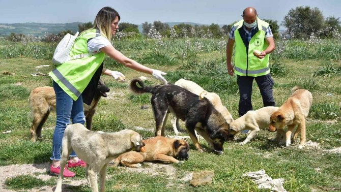 Sokak Hayvanlarına Büyükşehir Şefkati