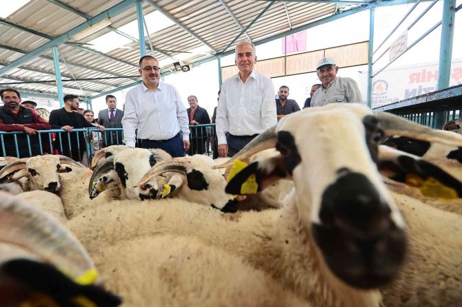 Denizlili Yetiştiricilere 1000 Adet Damızlık Koç Ve Teke Dağıtılacak
