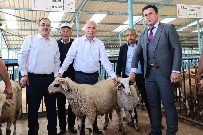 Denizlili Yetiştiricilere 1000 Adet Damızlık Koç Ve Teke Dağıtılacak