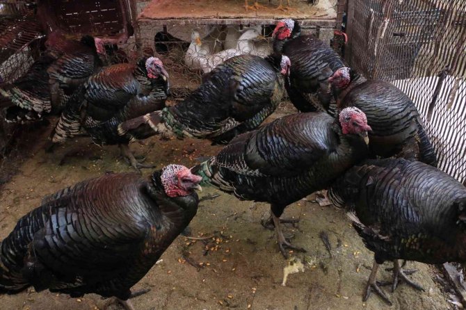 Organik Köy Hindileri Pazarda Yerini Aldı