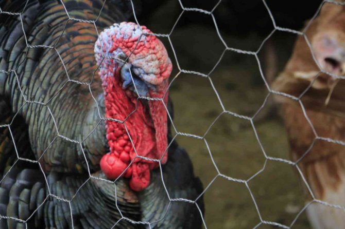 Organik Köy Hindileri Pazarda Yerini Aldı