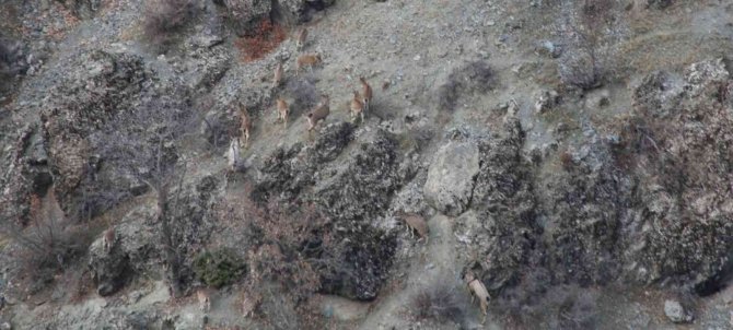 Elazığ’da Yaban Keçisi Envanter Çalışması Yapıldı