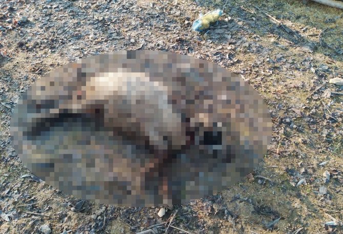 Elazığ’da Köpeklerin Saldırısına Uğrayan 4 Koyun Telef Oldu