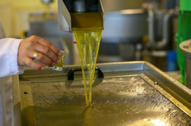 Yeni Şakran’ın Aromatik Zeytinyağları Sofralardaki Yerini Alıyor
