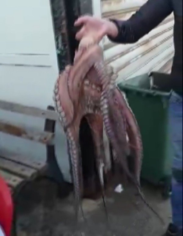 6 Kiloluk Ahtapotu Denize Atlayıp Eliyle Yakaladı