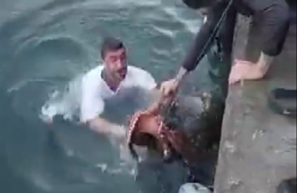 6 Kiloluk Ahtapotu Denize Atlayıp Eliyle Yakaladı