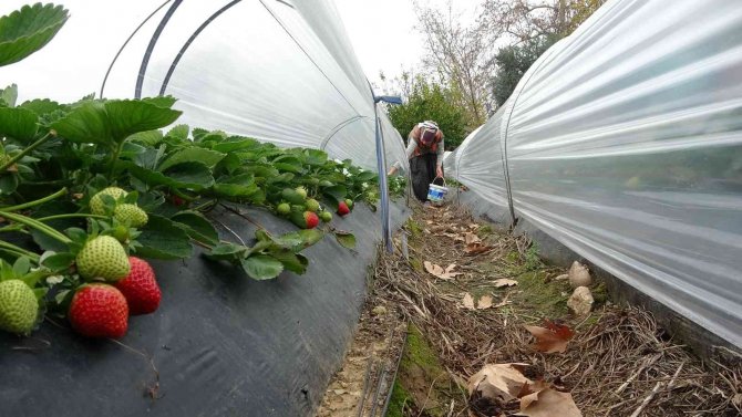 Adana’da Kış Ayında Çilek Hasadı: Kilosu 80 Tl, Bahçeye Müşteriler Kendileri Toplamaya Geliyor
