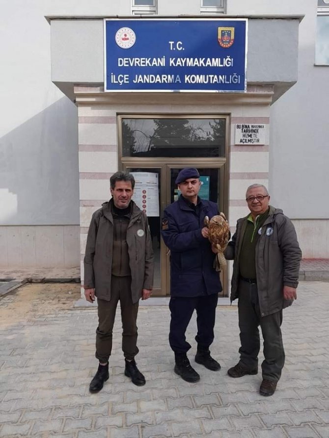 Yaralı Halde Bulunan Kızıl Şahin, Tedavi Altına Alındı