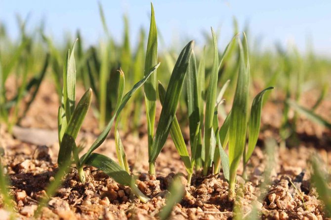 Kırklareli’de Son Yağışlarla Buğday Tarlaları Yeşillendi