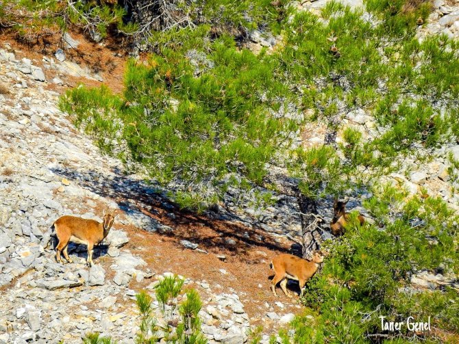 Muğla’da Yaban Keçileri Görüntülendi