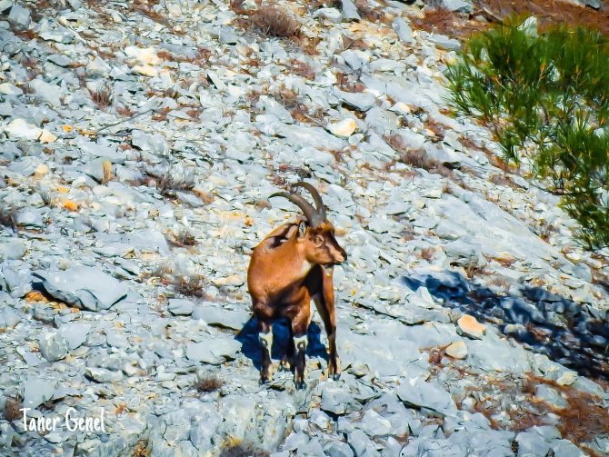 Muğla’da Yaban Keçileri Görüntülendi