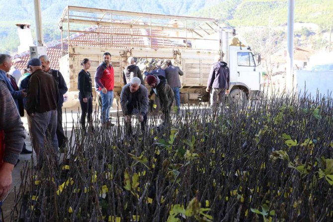 Menteşe’de 3 Kırsal Mahalleye 4 Bin Adet İncin Fidanı Dağıtıldı