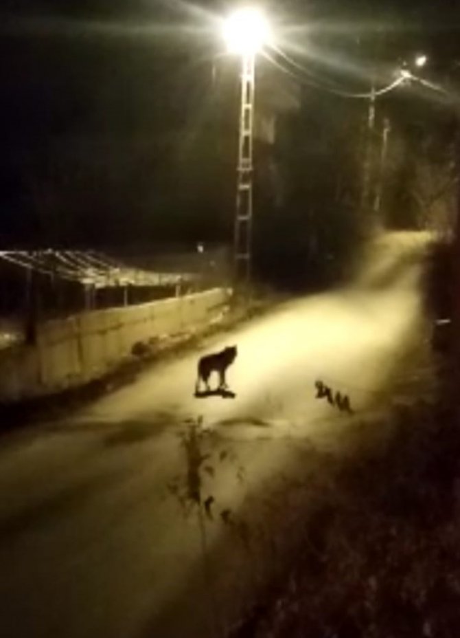 Aç Kalan Kurt İlçe Merkezine İndi