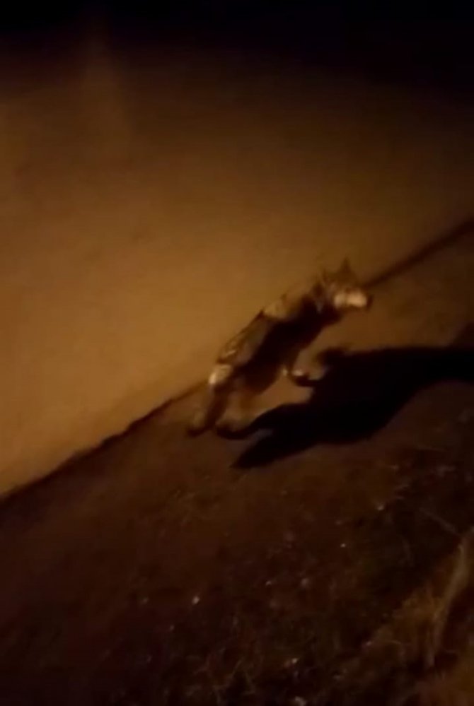 Aç Kalan Kurt İlçe Merkezine İndi