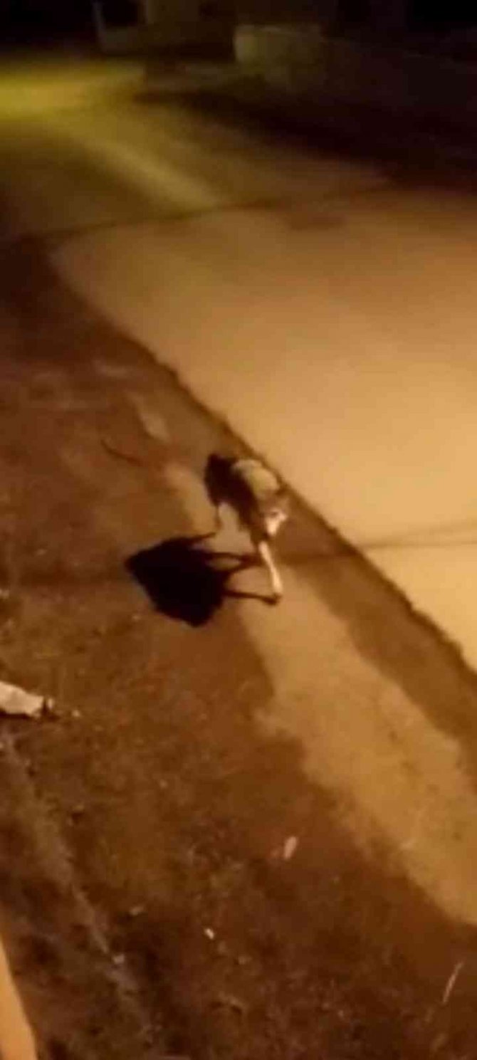 Aç Kalan Kurt İlçe Merkezine İndi