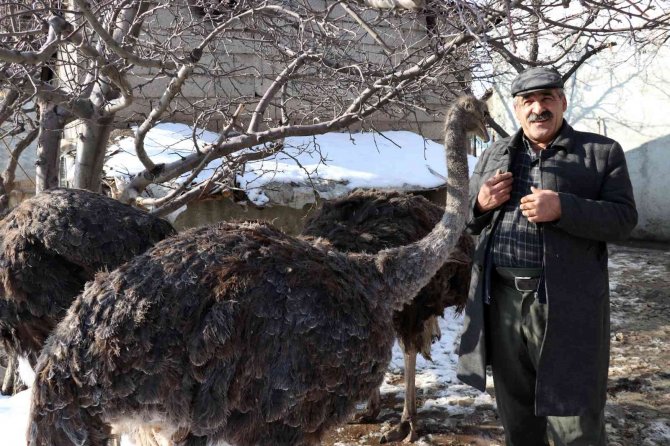 45 Günlükken Aldığı Deve Kuşlarına Evlatları Gibi Bakıyor