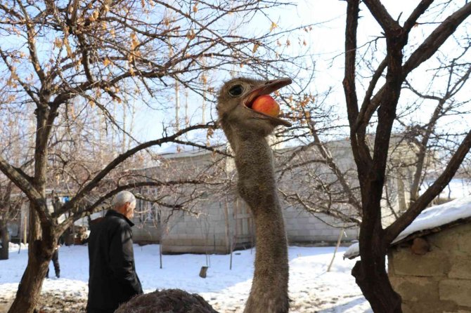 45 Günlükken Aldığı Deve Kuşlarına Evlatları Gibi Bakıyor