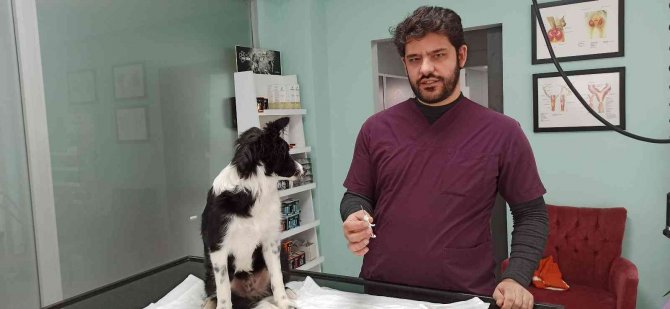 Hayvan Sahiplerine "Beyanname" Kolaylığı