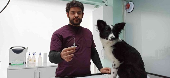 Hayvan Sahiplerine "Beyanname" Kolaylığı