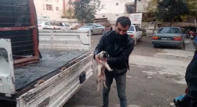 Derede Mahsur Kalan Yavru Köpeği İtfaiye Kurtardı