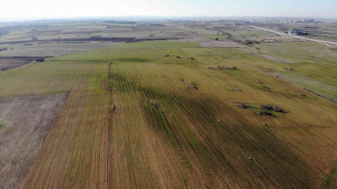 Kırklareli’de Son Yağışlarla Buğday Tarlaları Yeşillendi