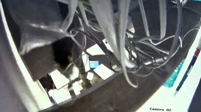 Diyeti Bozan Obez Kedi Asma Tavanı Çökertti