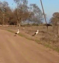 Çanakkale’de Leylekler Mevsimleri Şaşırdı