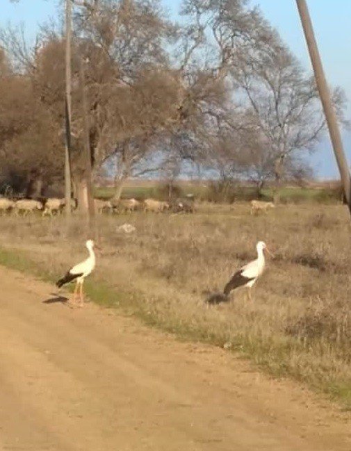 Çanakkale’de Leylekler Mevsimleri Şaşırdı