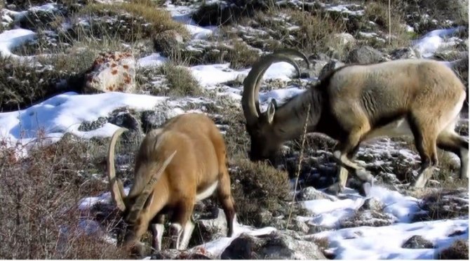 Niğde’de Yaban Keçisi Sayısı Yükseldi