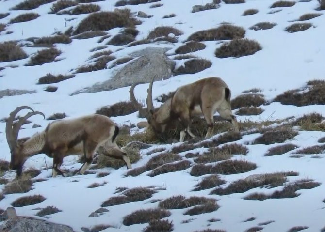 Niğde’de Yaban Keçisi Sayısı Yükseldi