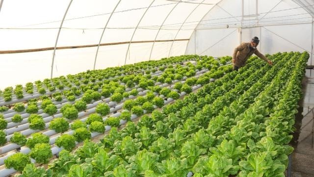 Sera Yapmak İsteyen Üreticiye 300 Bin Liraya Kadar Hibe Desteği