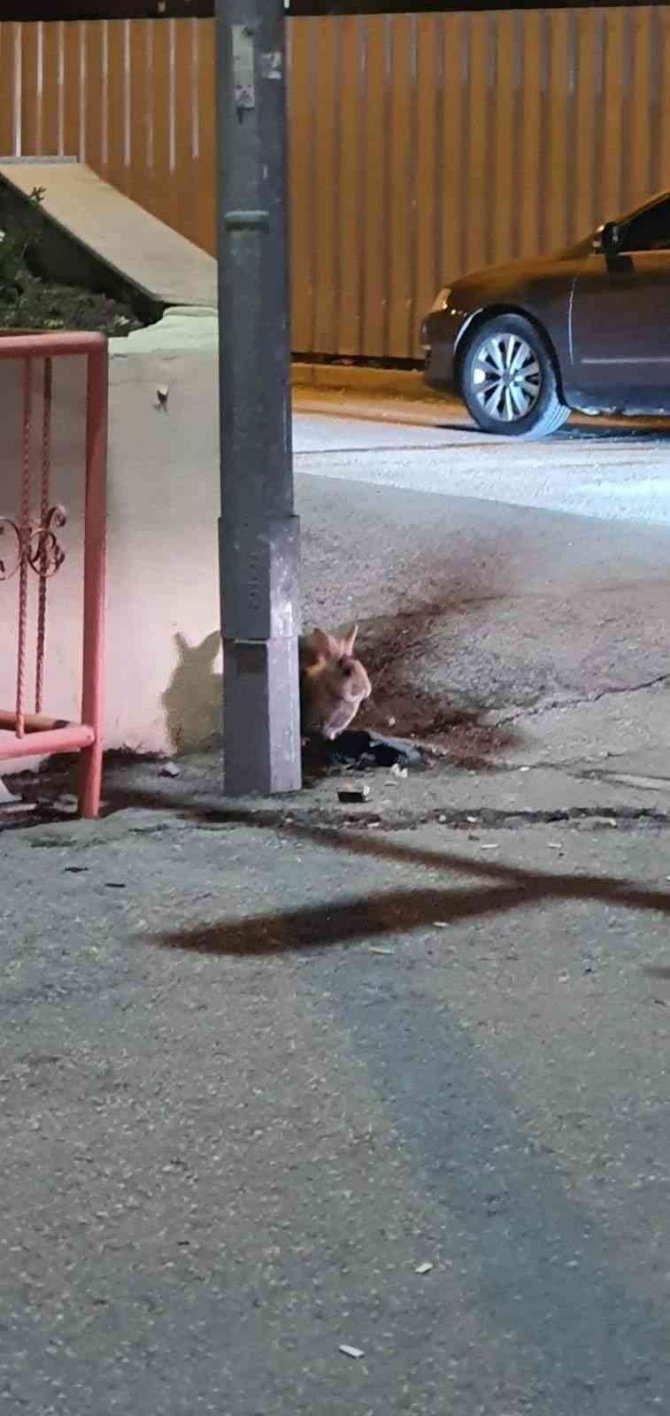 Eskişehir’de Kent Merkezinde Görülen Tavşan Şaşırttı