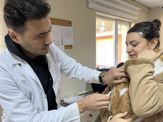 Evcil Hayvanlar İçin Çip Yoğunluğu