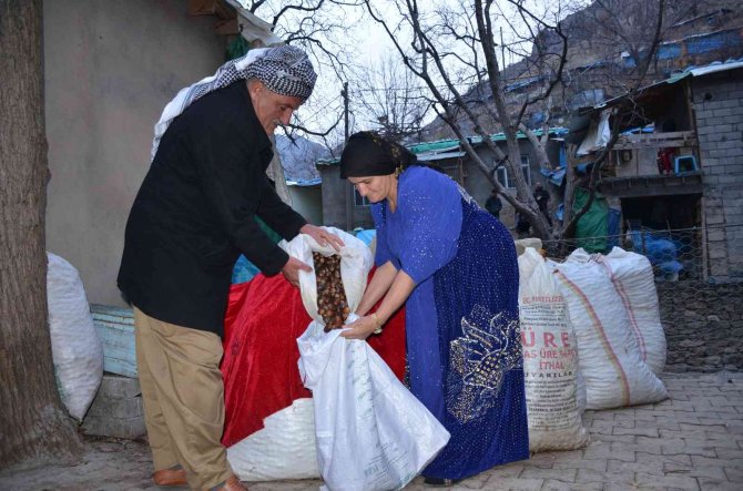 Şırnaklı Besiciler, Hayvanlarına Ziyafet Çekmek İçin 100 Ton Meşe Palamudu Topladı